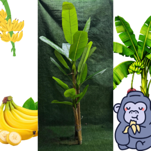 Mata de Plátano Artificial