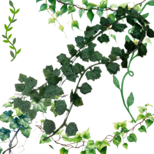 Enredadera Hoja de Auyama